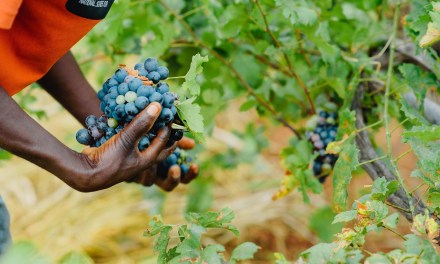 Visa teams up with Nigerian agri-fintech to support farmers